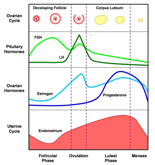 Luteal Phase of the Ovarian Cycle - Lesson